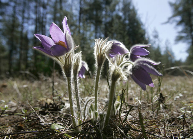 Black Hills Pasque Flower